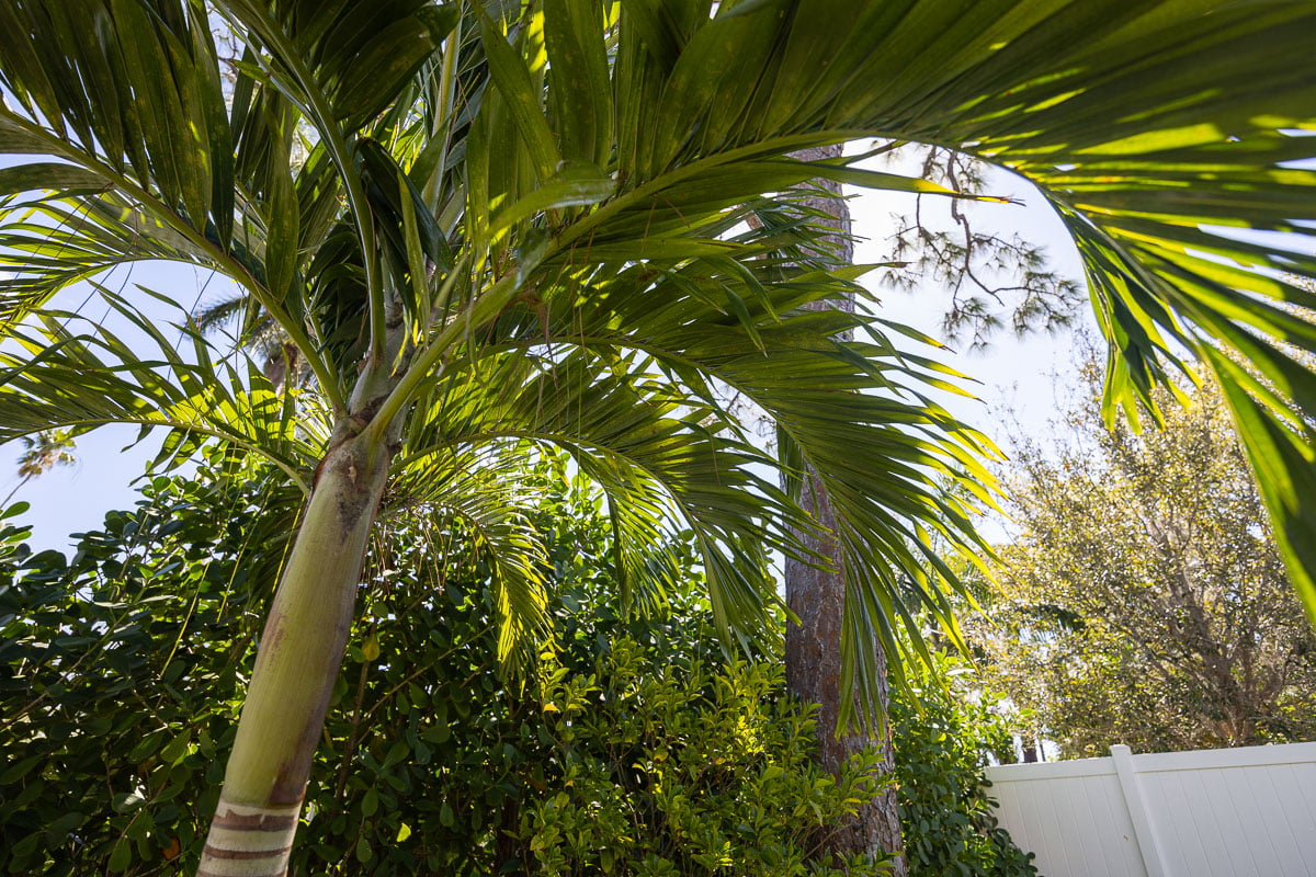 backyard planting shade tree palm 2