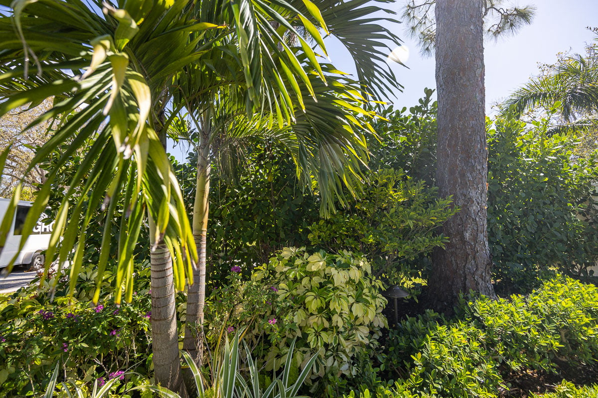 backyard planting shade tree palm