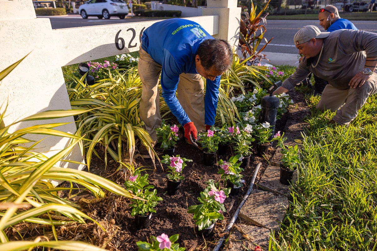 commercial landscape crew flower planting 6