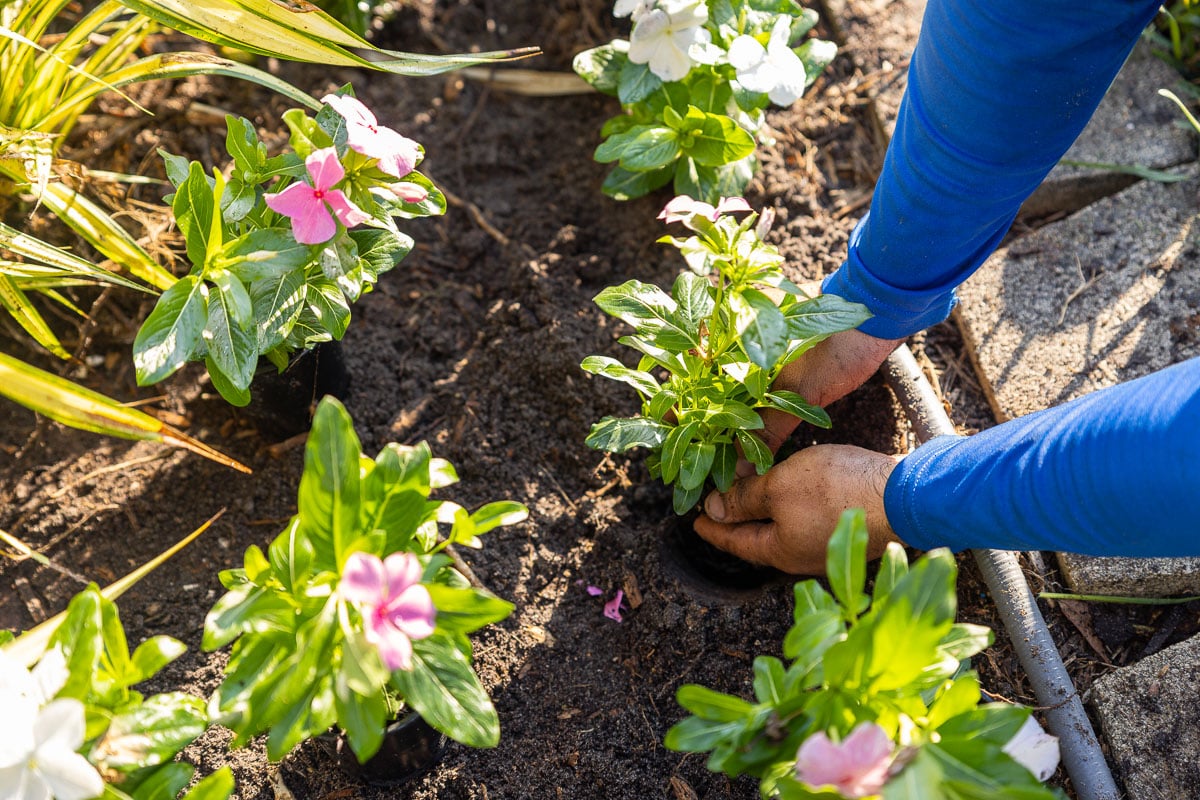 commercial landscape maintenance crew flower planting 15