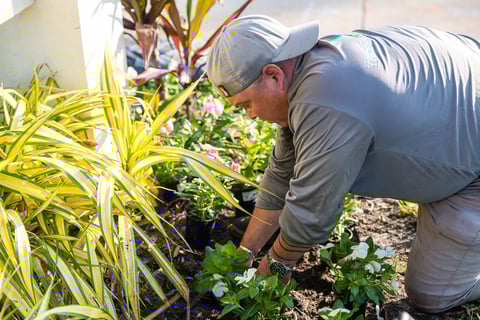 planting plants in flower bed 