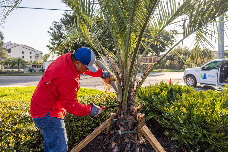 landscape maintenance crew pruning a palm tree