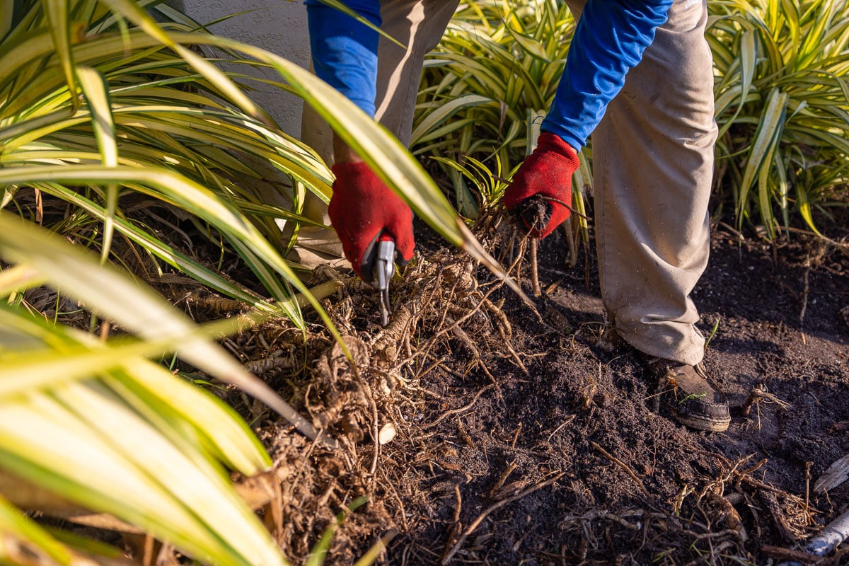 commercial landscape maintenance crew pruning