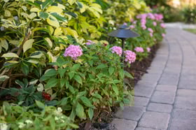 flowers perennials bed 2