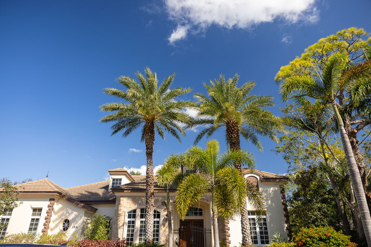 front yard with large palm trees