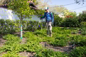 plant healthcare technician shrub spray 2