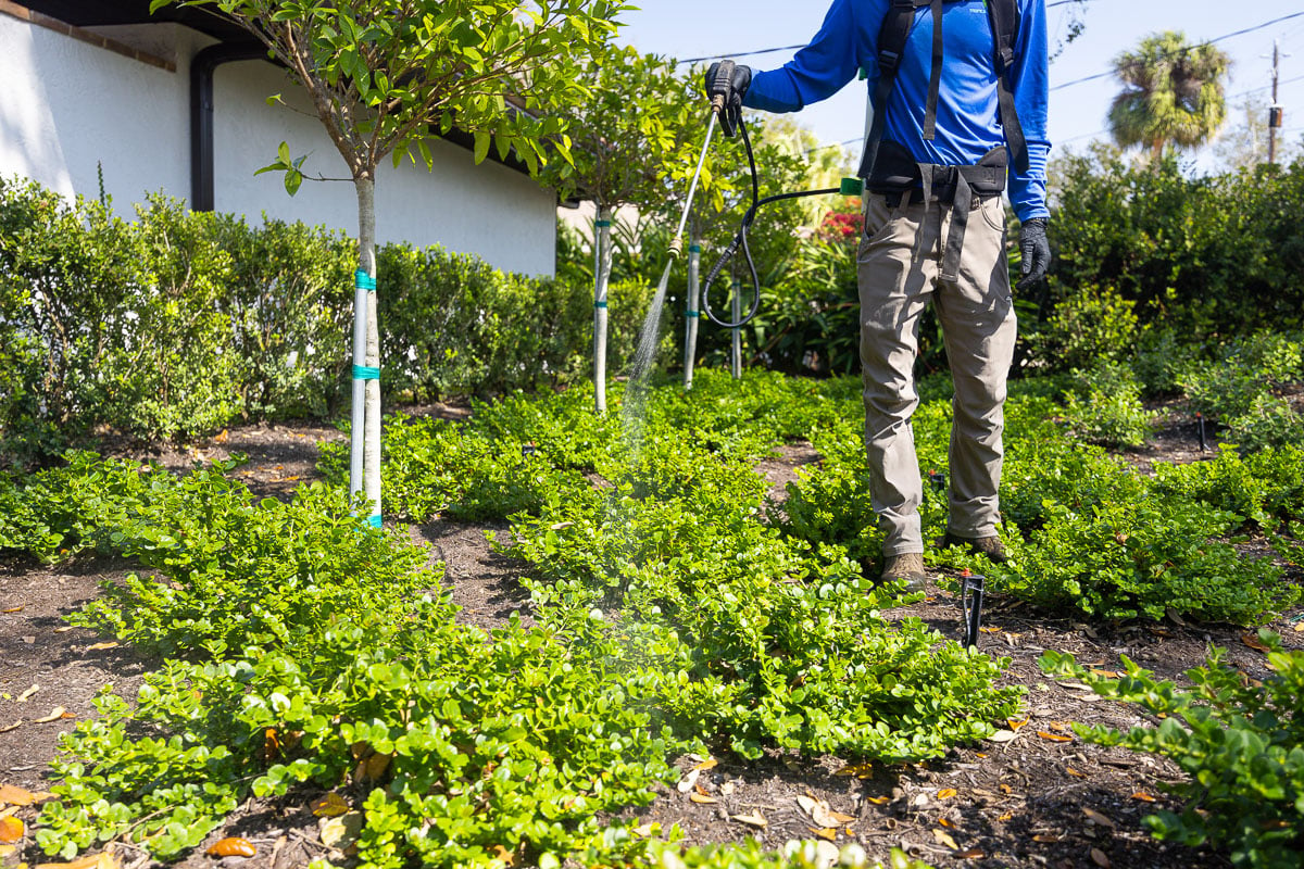 plant healthcare technician shrub spray 3