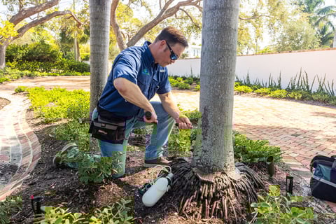 landscaper fertilizing palm tree