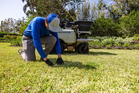 lawn technician inspecting grass for grubs