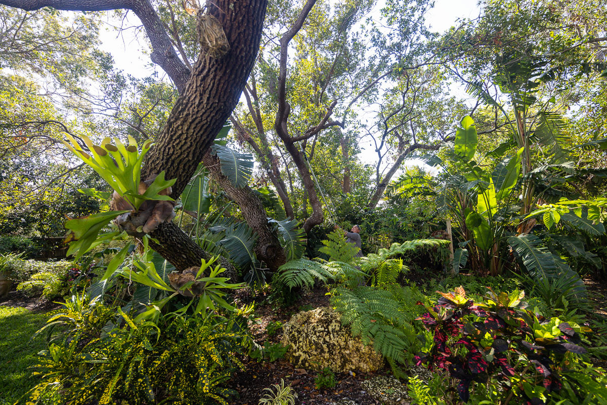 residential maintenance shade garden