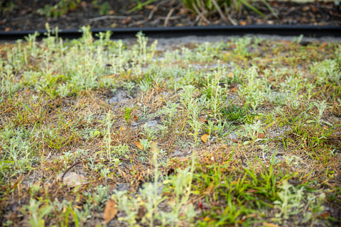 weeds overtaking lawn