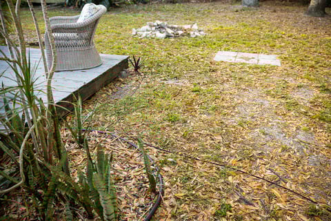 lawn with weeds