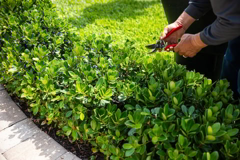 crew trimming shrubs 