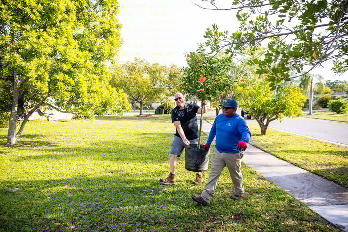 Planting crew carrying tree