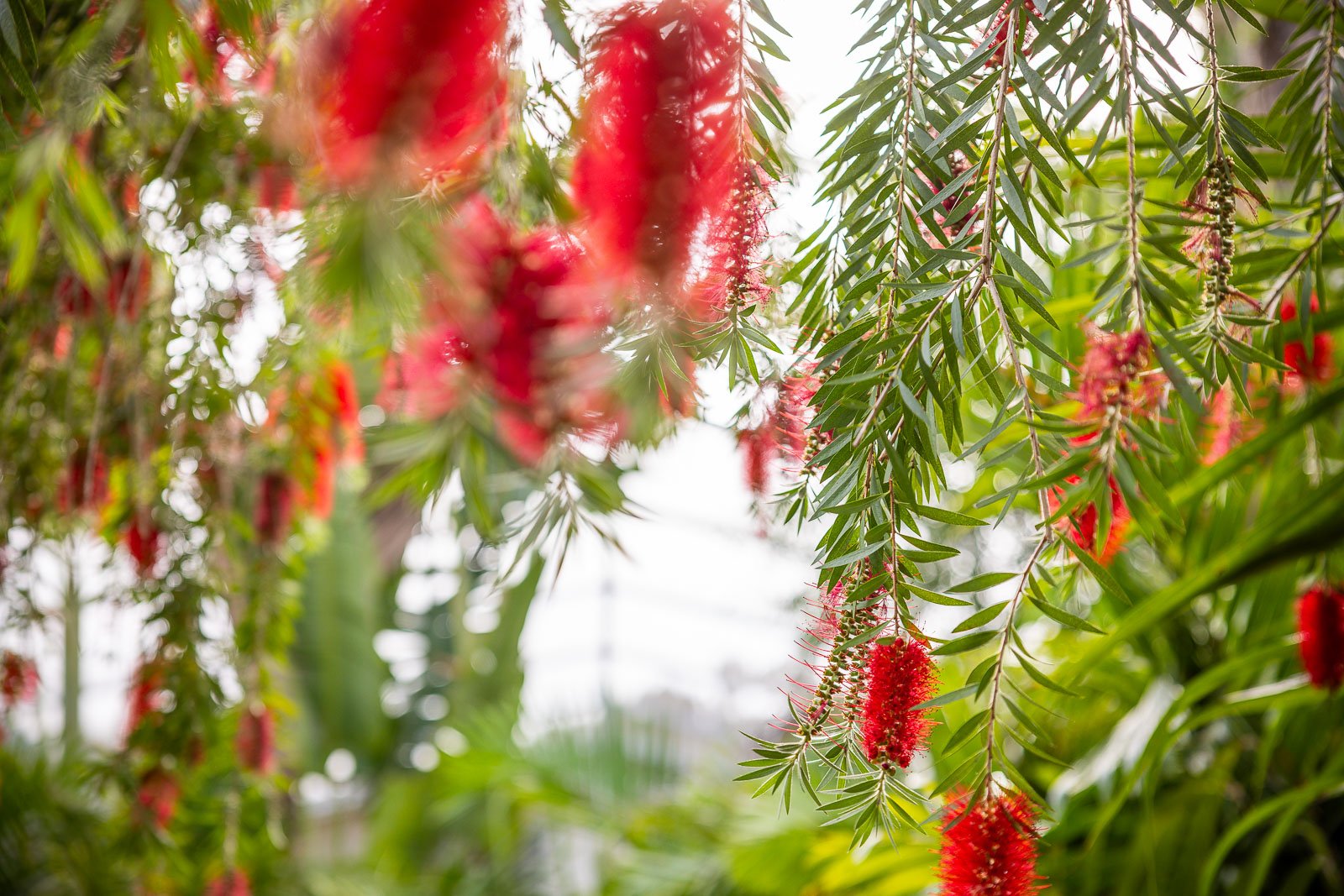 flowering trees tropical plants 2