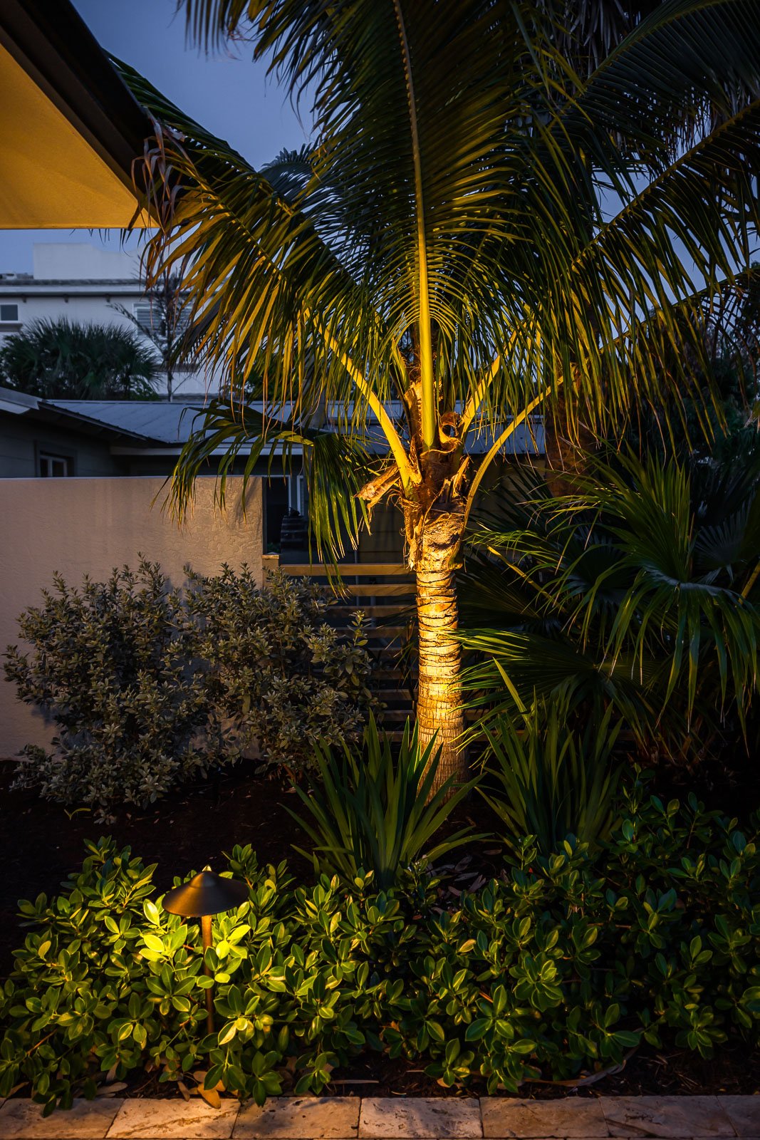 landscape lighting uplighting on palm tree