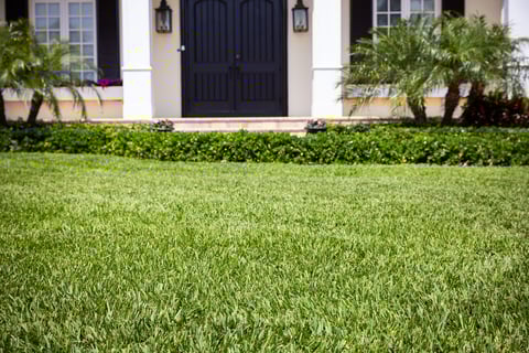 green grass up close