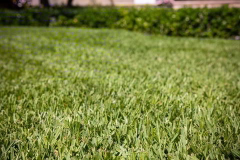 lawn care green grass