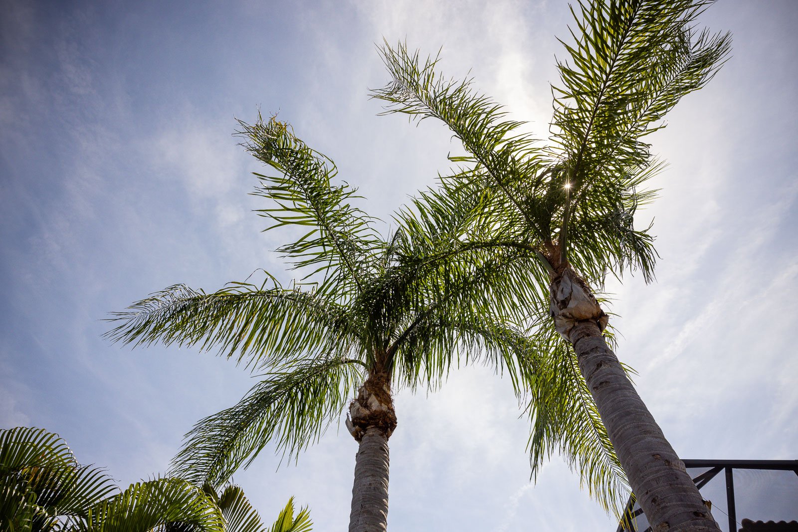 palm trees