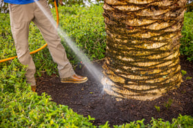 plant health care technician spraying plants 8