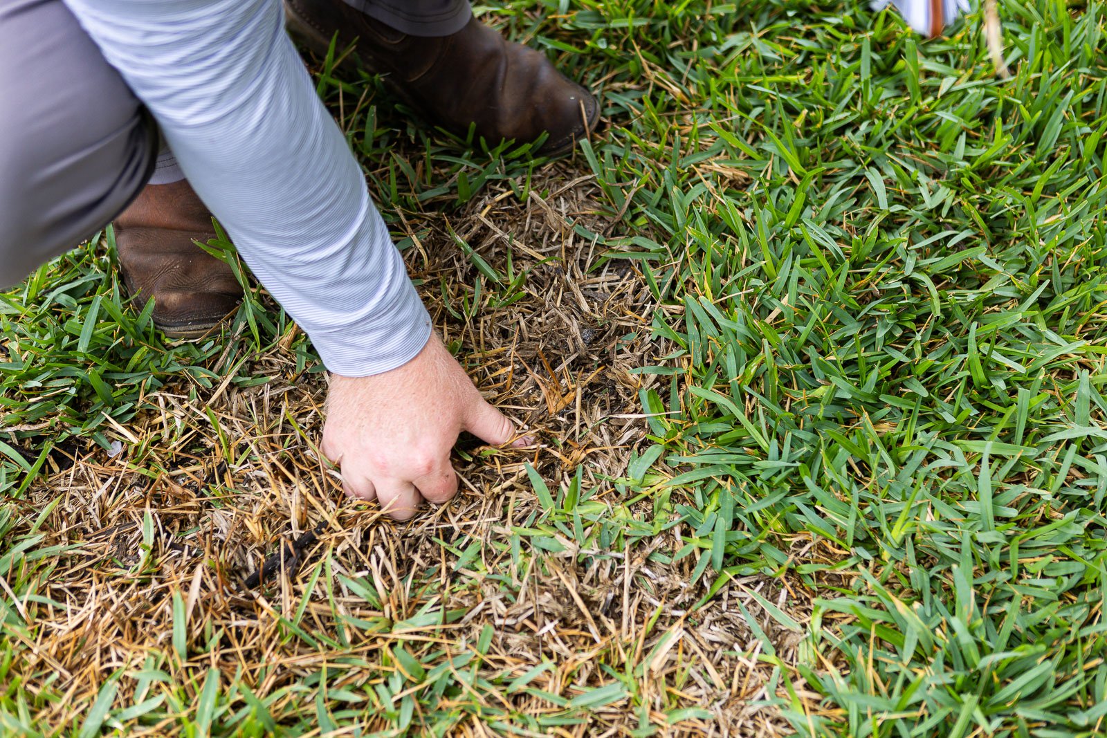 close up diseased lawn bare spot account manager inspecting 2