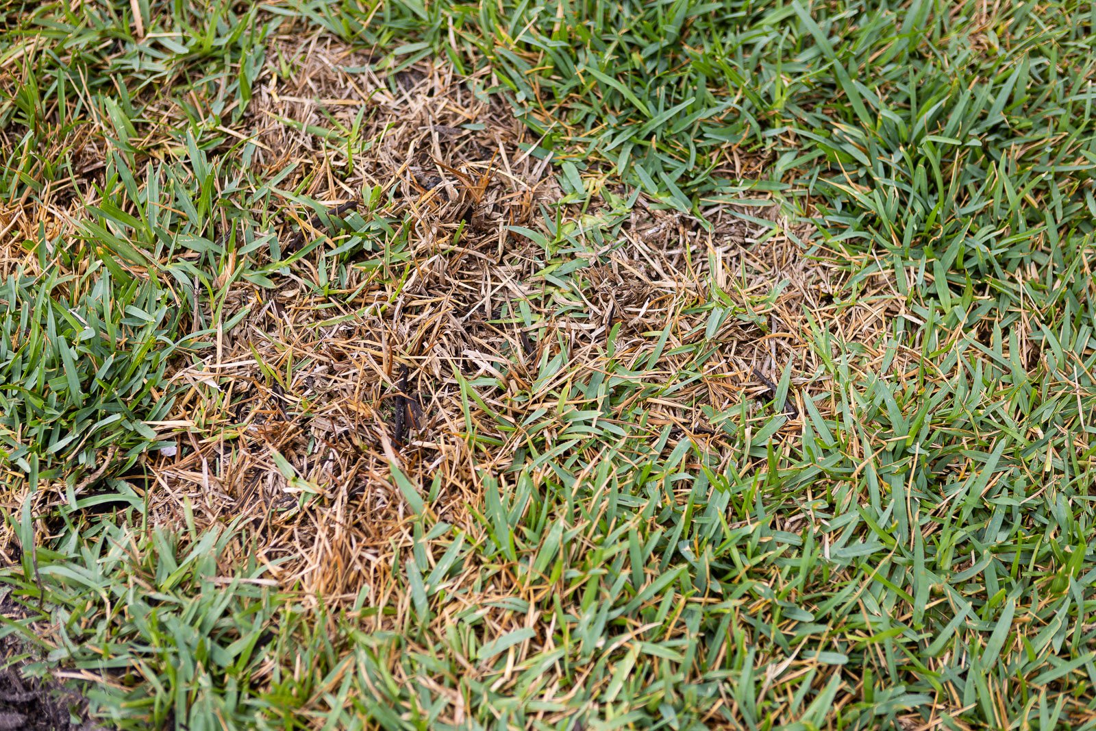 close up diseased lawn bare spot