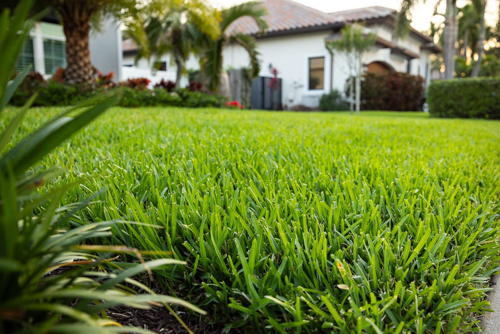 close up green lawn