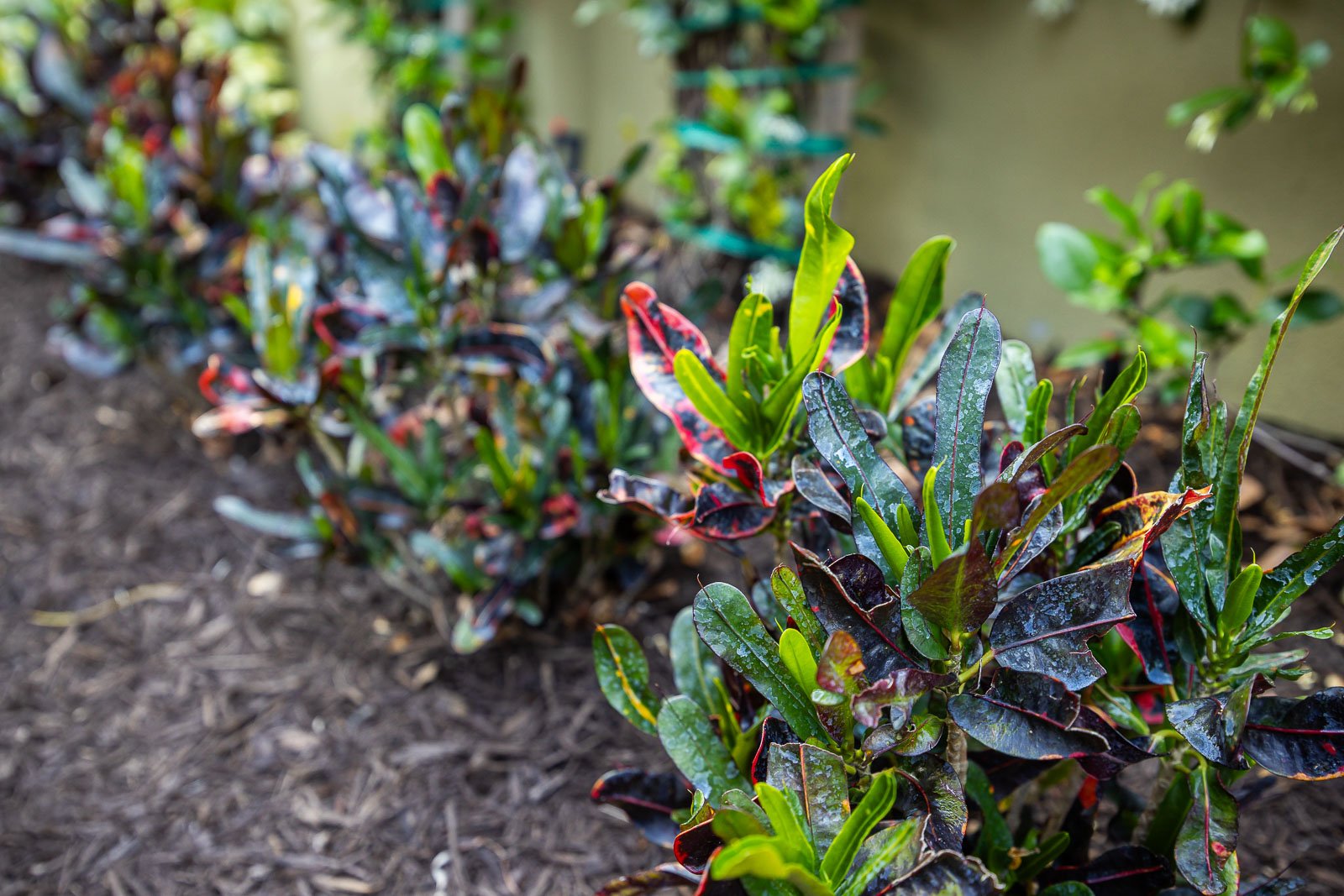 close up of tropical plants 