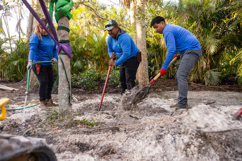 crew digging holes for landscaping 