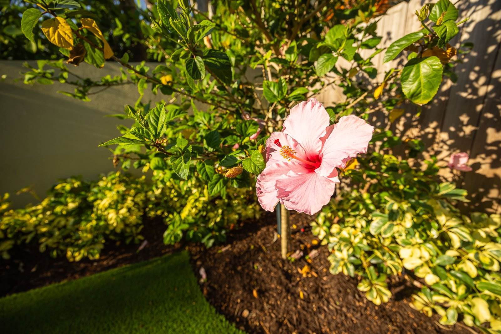 flower landscape bed