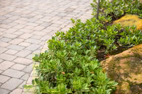 landscape beds rocks along driveway 