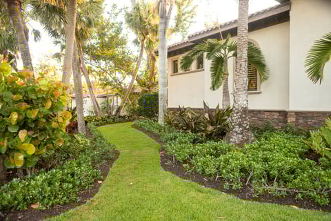 landscape maintenance beds green lawn palms