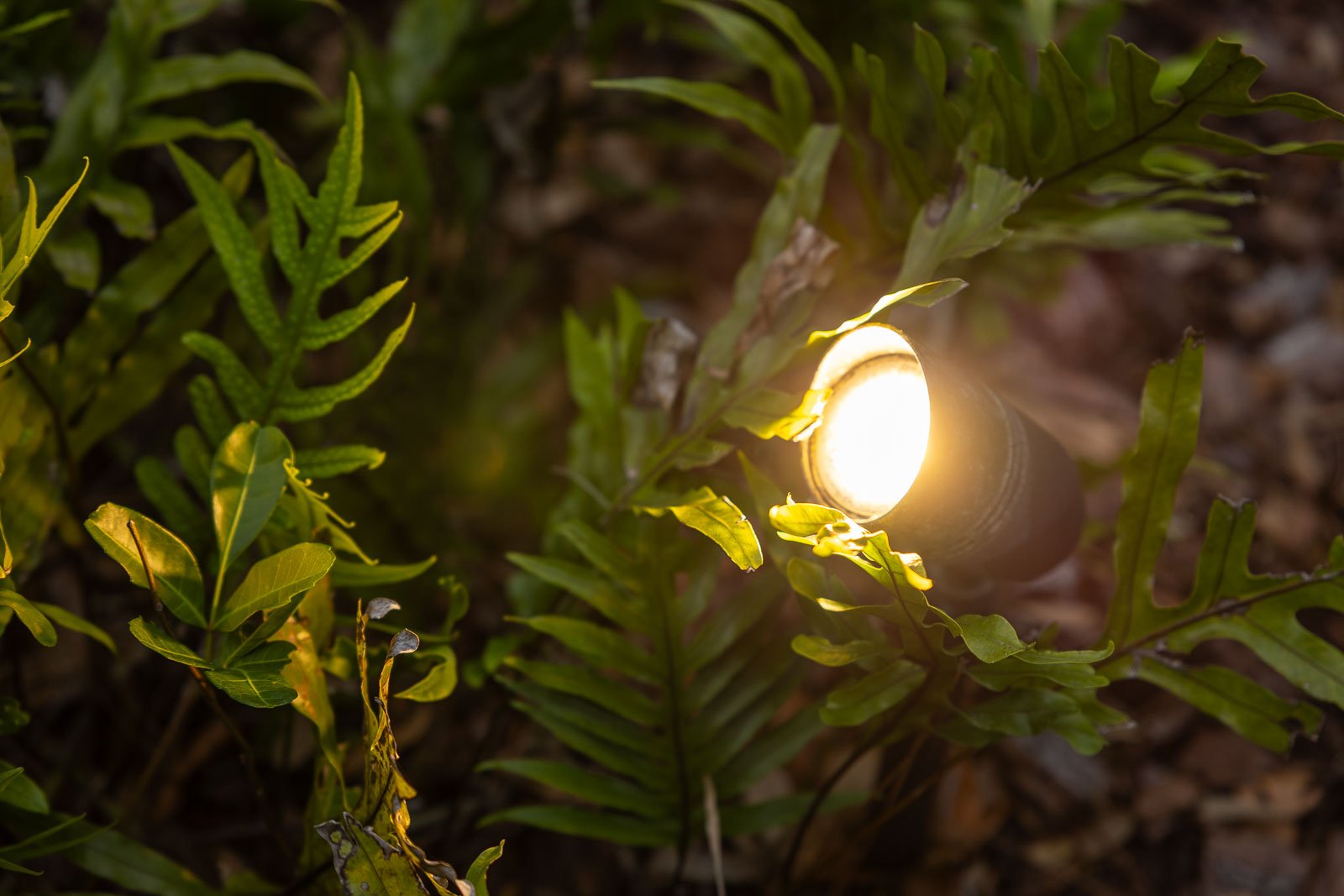 outdoor lighting  landscape bed 1