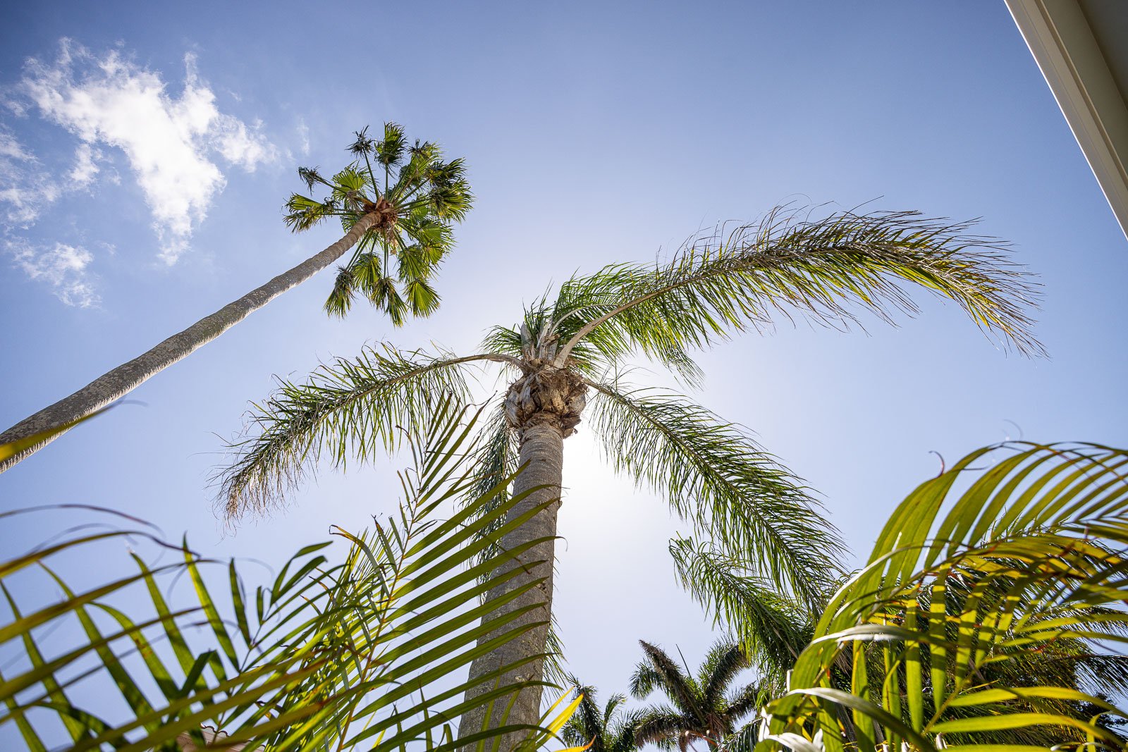 upward view of palm trees