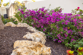 landscape large rocks flowering bush