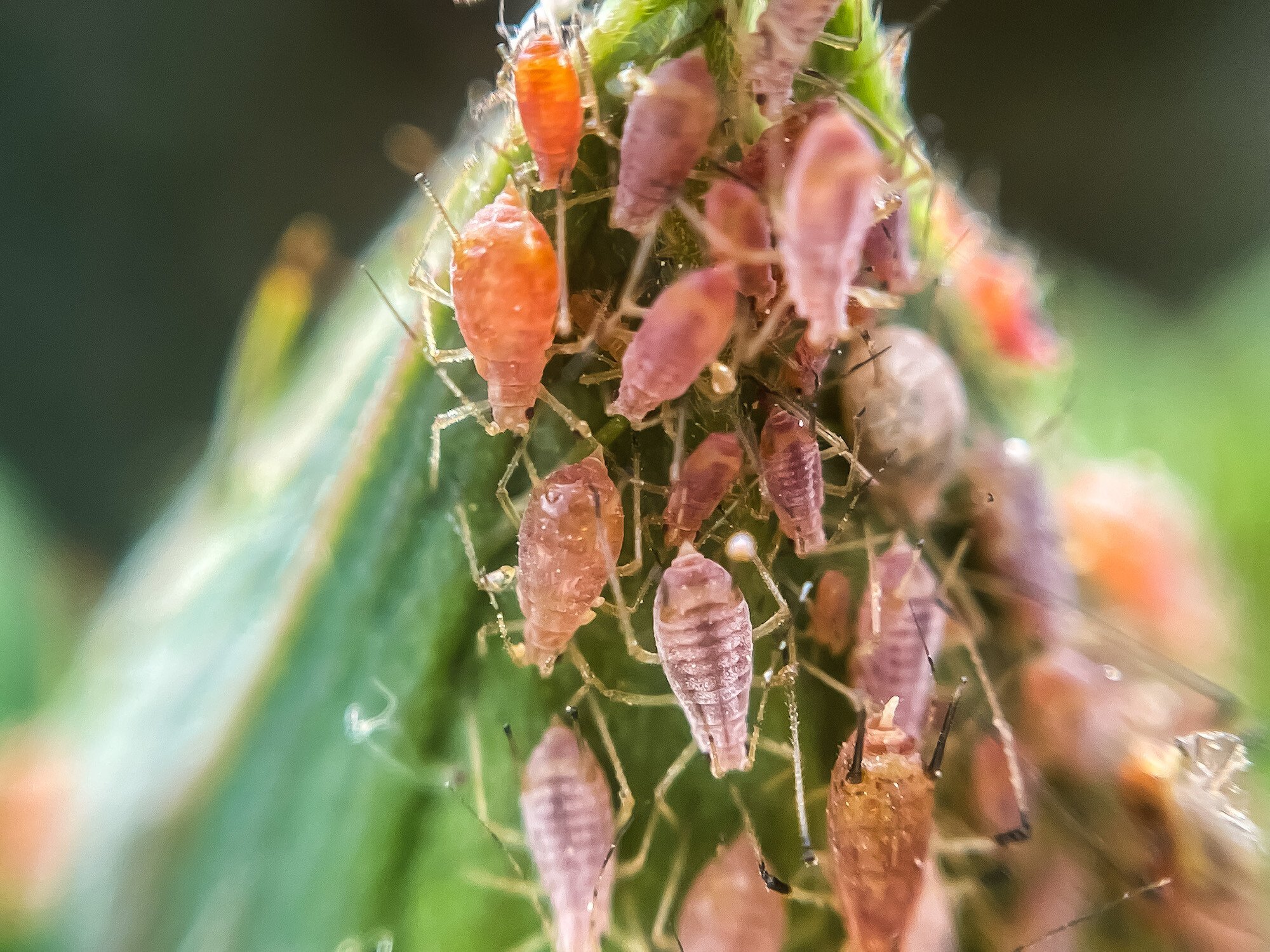 CC Aphids plant pest