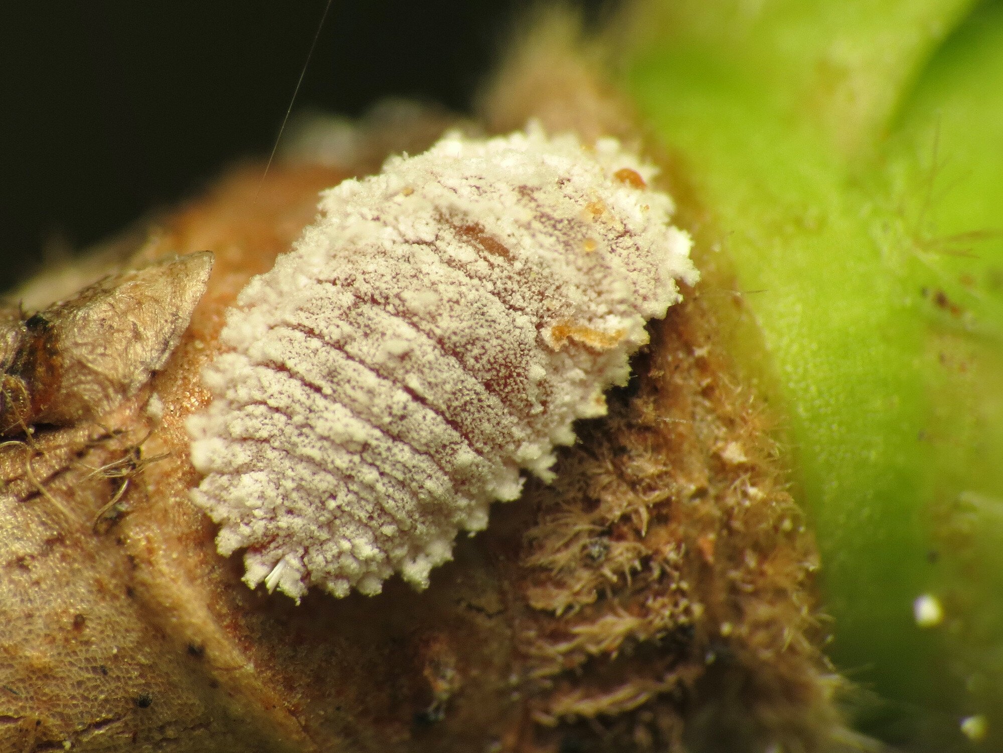 CC mealybugs plant pest