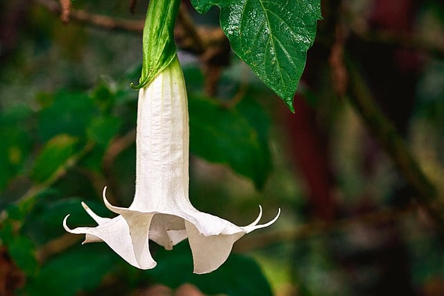 Angels Trumpet Flower