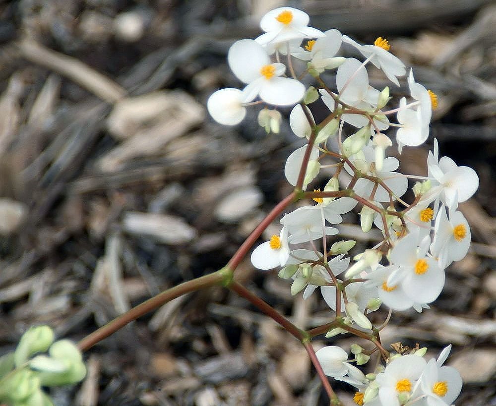 Begonia alba