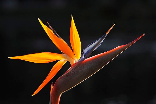 Bird_of_Paradise_flower