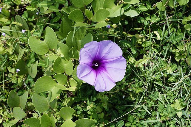 CC - Railroad Vine