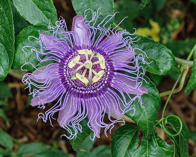 CC Passion Flower