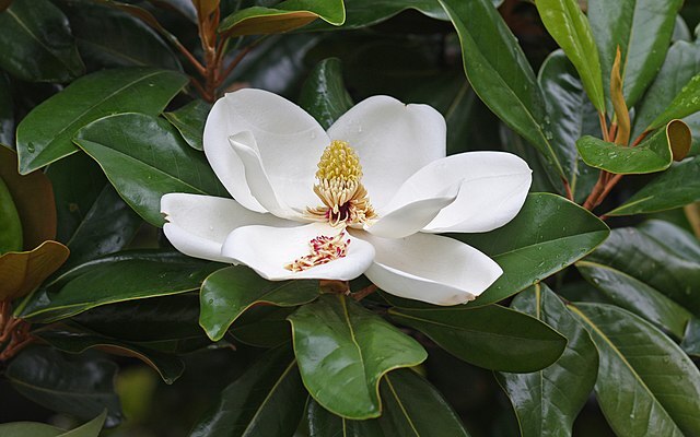CC Southern Magnolia flower 
