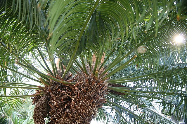 Cycad