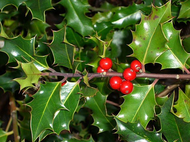 Holly plant