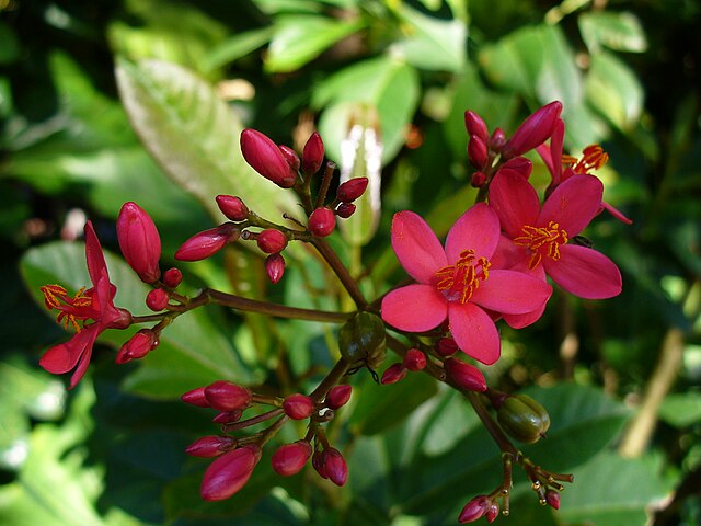 Jatropha