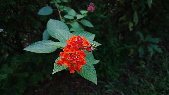 Lantana-1