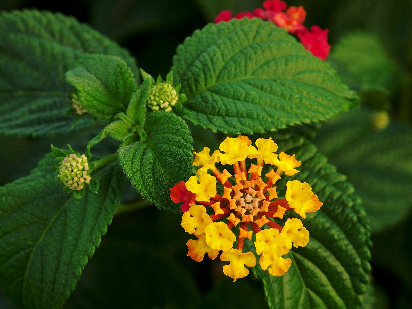 Lantana