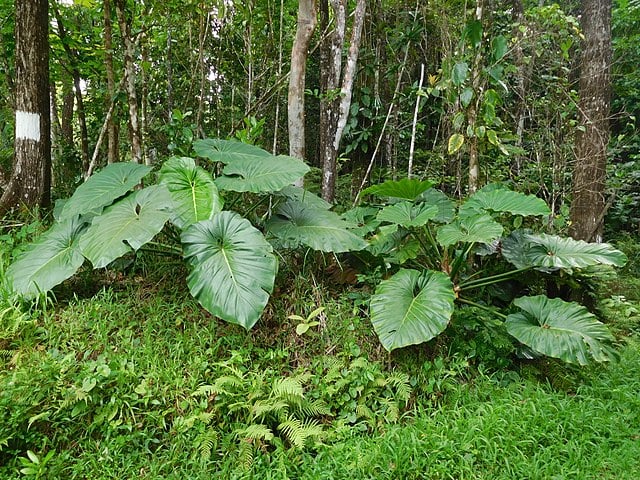 Philodendron