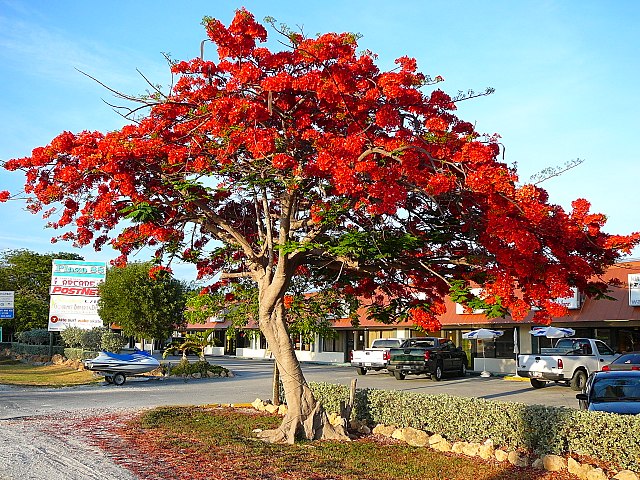 Royal_Poinciana